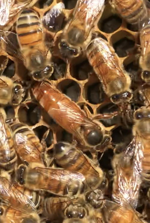 Tennessee's Honey Bees